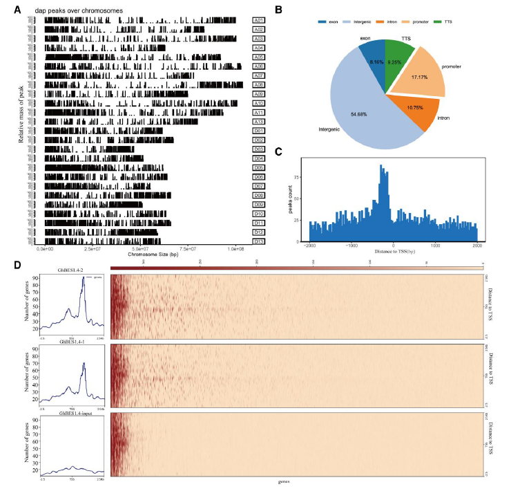 Dapping Vector DAP-seq:无需抗体,高效鉴定转录因子结合位点-广州新蓝基因 专注表观测序服务