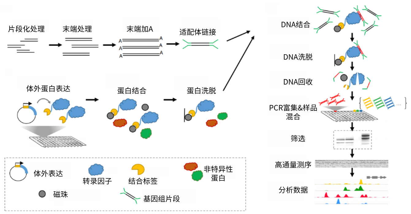 Dapping Vector DAP-seq:无需抗体,高效鉴定转录因子结合位点-广州新蓝基因 专注表观测序服务